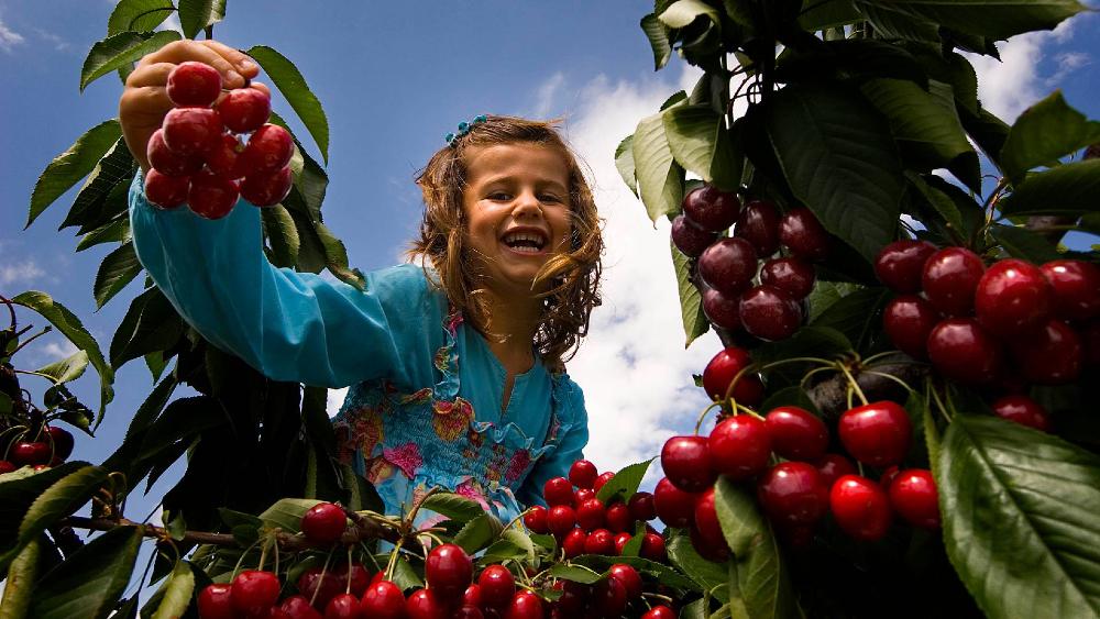 Niña cogiendo cerezas